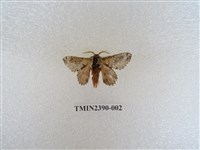 藏品(銀肩枯葉蛾)的圖片